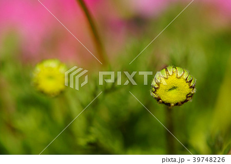 花ホタル　花 39748226