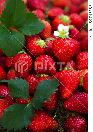 一面に広がる新鮮な沢山のイチゴ 39748232