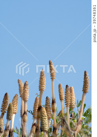 勢い良く伸びるつくしの群れと青空のコピースペース 39748361