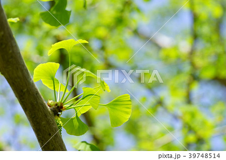 イチョウの新芽3 イチョウの新芽3 39748514