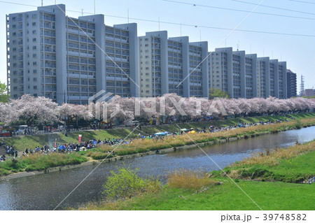 柳瀬川の桜 柳瀬川の桜 39748582
