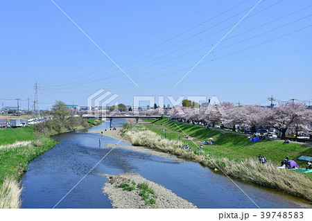 埼玉県、柳瀬川の桜 埼玉県、柳瀬川の桜 39748583