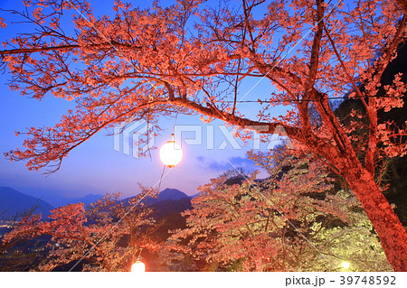 山梨・岩殿山の夜桜 39748592