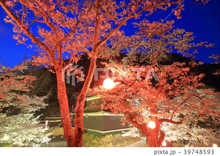 山梨・岩殿山の夜桜 山梨・岩殿山の夜桜 39748593