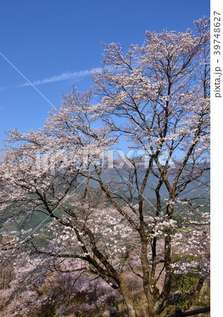 ひょうたん桜 39748627