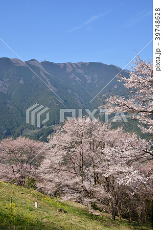 仁淀川町の春 39748628