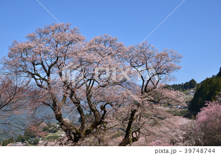 ひょうたん桜 39748744