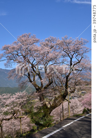 ひょうたん桜 39748775