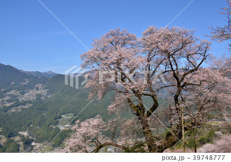 ひょうたん桜 ひょうたん桜 39748777