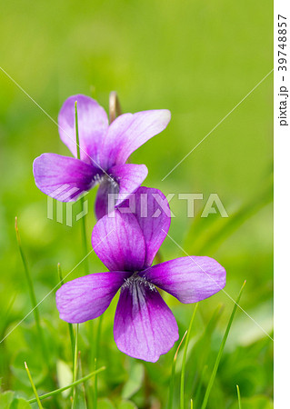 春の野原に咲くスミレの花の写真素材