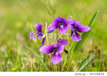 春の野原に咲くスミレの花の写真素材