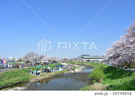 埼玉県朝霞市黒目川の桜 埼玉県朝霞市黒目川の桜 39748958