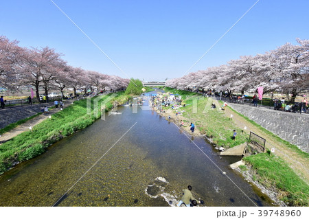 黒目川の桜の写真素材