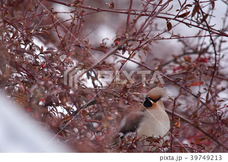 赤い実を食べに来たキレンジャク 39749213