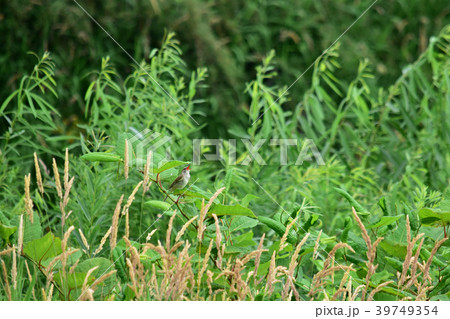 一生懸命さえずるオオヨシキリ 一生懸命さえずるオオヨシキリ 39749354