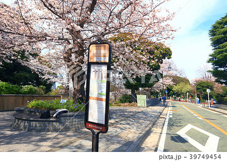 桜咲く横浜のバス停 桜咲く横浜のバス停 39749454