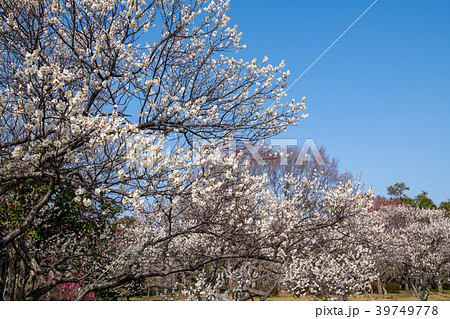 埼玉県 大宮第二公園 梅林 埼玉県 大宮第二公園 梅林 39749778