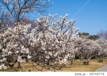埼玉県　大宮第二公園　梅林 39749779