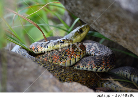 ヤマカガシ 福島県 の写真素材