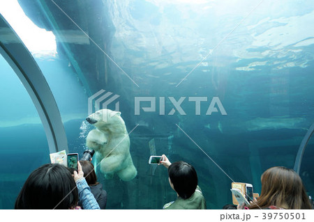 札幌 円山動物園ホッキョクグマ館の水中トンネル 札幌 円山動物園ホッキョクグマ館の水中トンネル 39750501