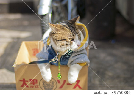段ボールの中にネコ 39750806