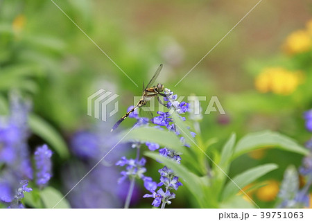 ラベンター畑のトンボ ラベンター畑のトンボ 39751063
