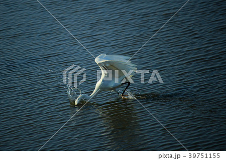 鳥綱 鳥 バーディー 39751155