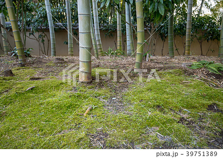 氷川の杜文化会館　竹林 39751389