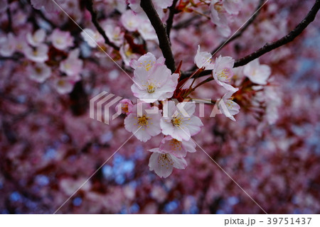 桜 39751437
