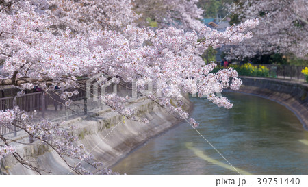 春の山科疏水 39751440