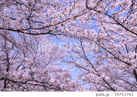 青空と桜 青空と桜 39751742