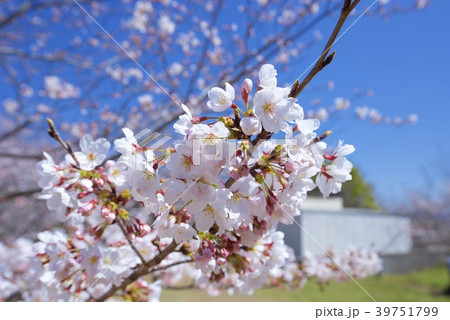 和歌山県南紀白浜の平草原公園の桜 春 の写真素材