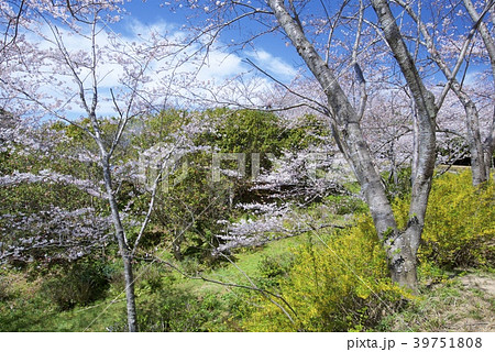 和歌山県南紀白浜の平草原公園の桜(春) 和歌山県南紀白浜の平草原公園の桜(春) 39751808