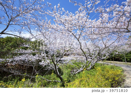 和歌山県南紀白浜の平草原公園の桜 春 の写真素材