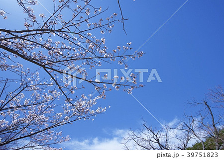 和歌山県南紀白浜の平草原公園の桜 春 の写真素材