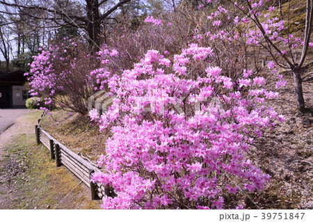 満開のつつじ 39751847