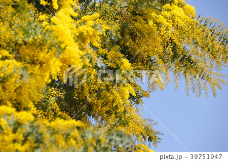 ミモザの黄色い花 39751947
