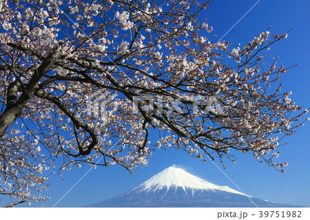 桜咲く富士山 39751982