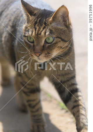 歩くキジトラ猫 歩くキジトラ猫 39751996