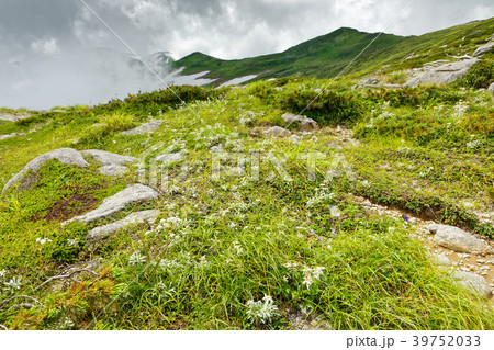 飯豊本山の登りから見上げる残雪の稜線 39752033