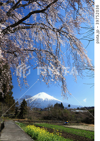 枝垂れ桜と富士山 39752036
