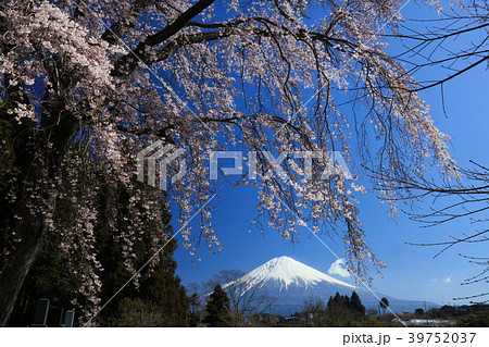 枝垂れ桜と富士山 39752037