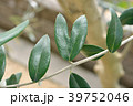 ハート形のオリーブの葉 39752046
