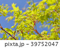 もみじの花 39752047