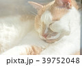 窓辺のねこ 39752048