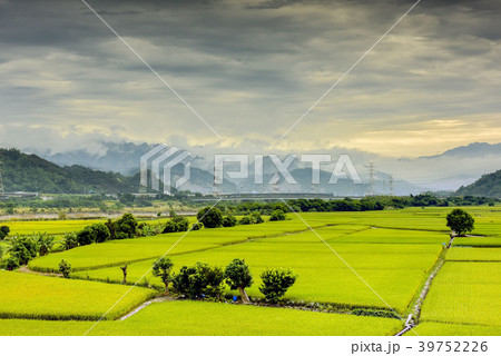 たんぼ 田んぼ 田圃 39752226