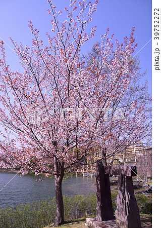 池と桜 39752272