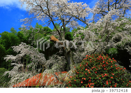 福島県郡山市　雪村桜 39752418