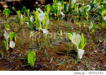 水芭蕉　花 39752543