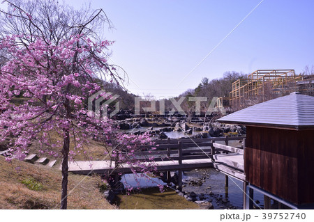 桜と水景棚 桜と水景棚 39752740